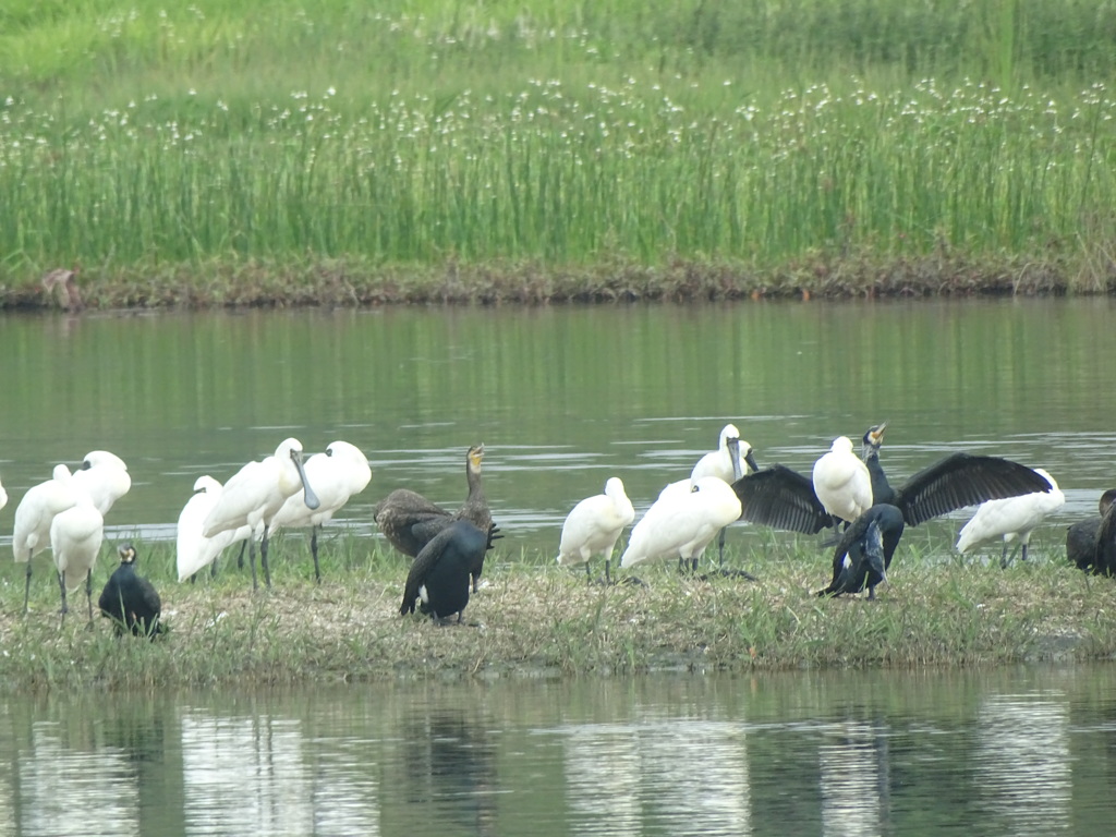 香港湿地公園