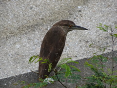 ゴイサギの若鳥… かな？