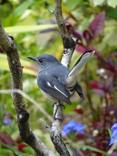 シキチョウ（メス）