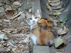 野良猫さん