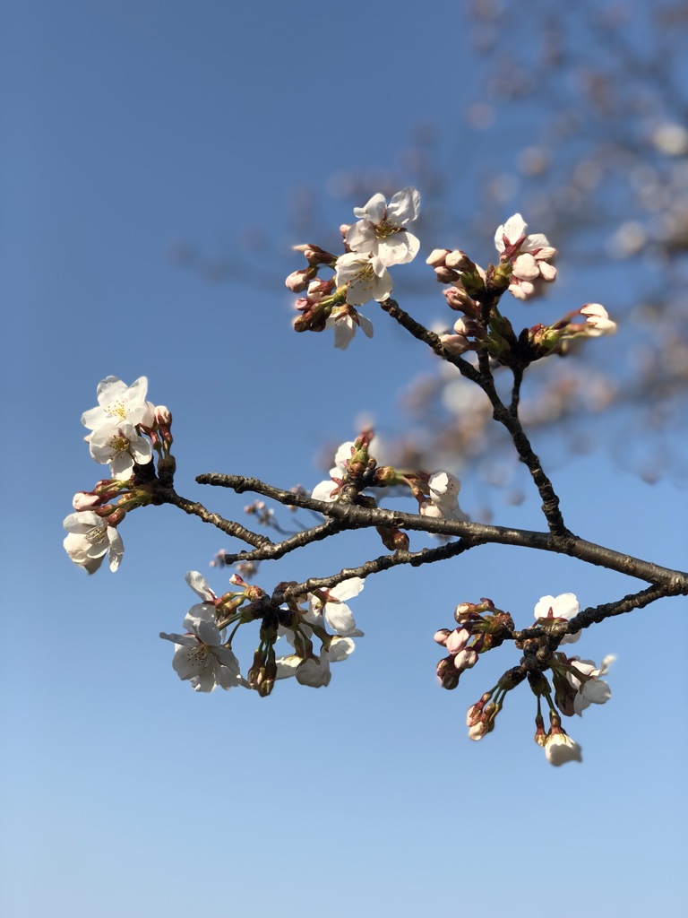 桜