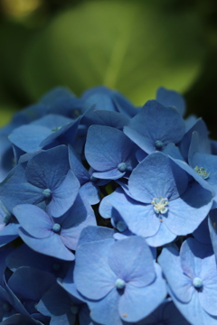 藍色の紫陽花