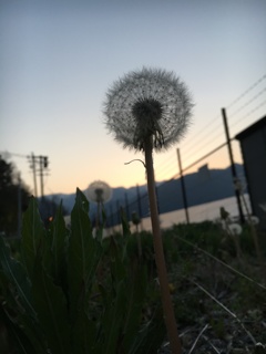 A7F6A196-B989-4DF2-8476-E0B733F8343C