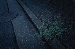 雨