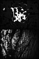 Vein