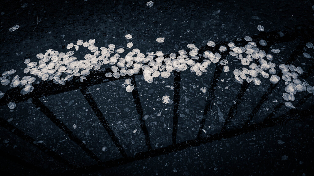 空知らぬ雪