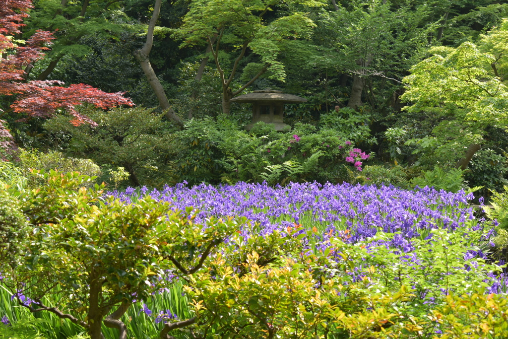根津美術館　燕子花(かきつばた)　その2