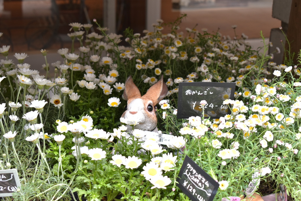 お花畑のうさぎさん