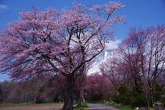 まだまだ花見