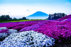 moss phlox