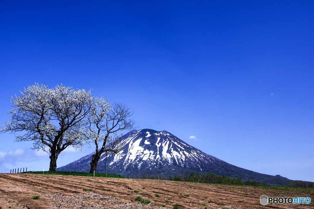 2本のサクランボの木
