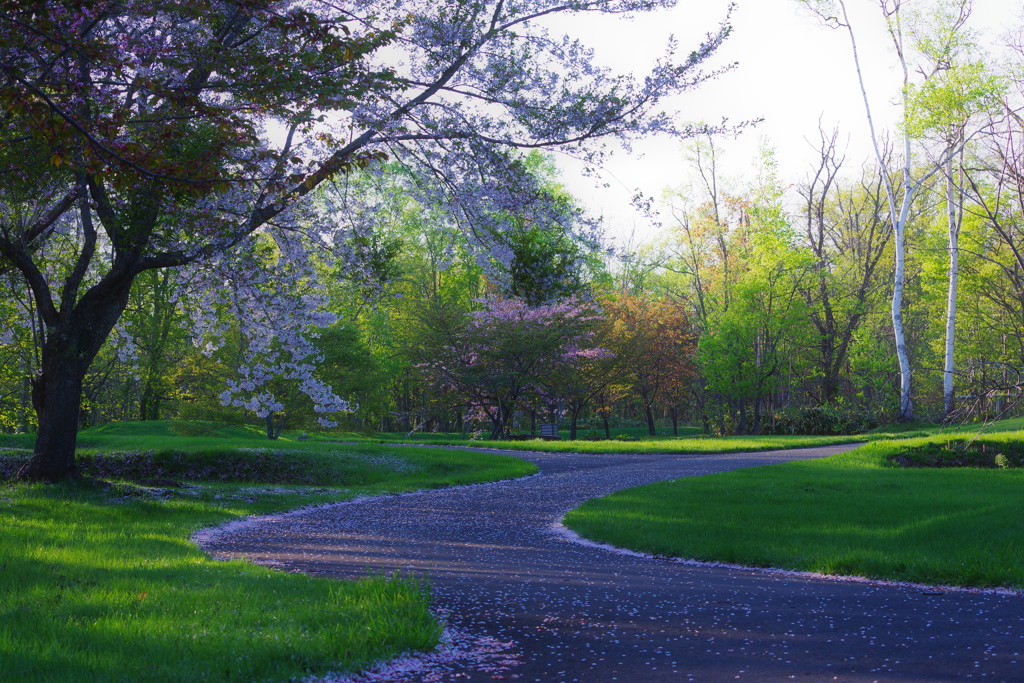 ピンク色の散歩路