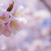 桜日和 その2