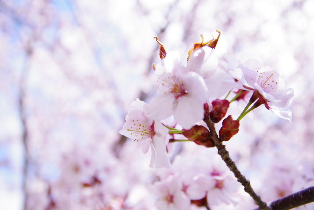 桜日和