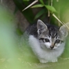 Lonely Cat