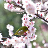春の香り
