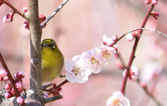 春の兆し