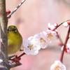 春の兆し