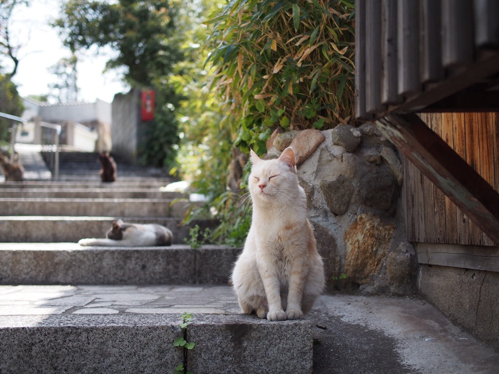 福猫
