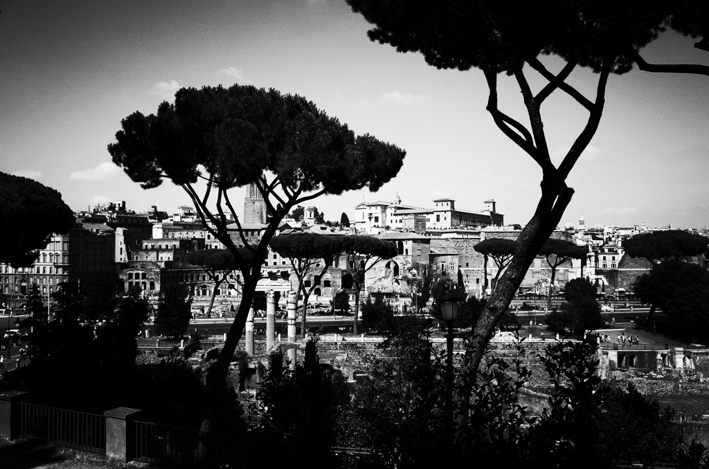 pine tree_roma