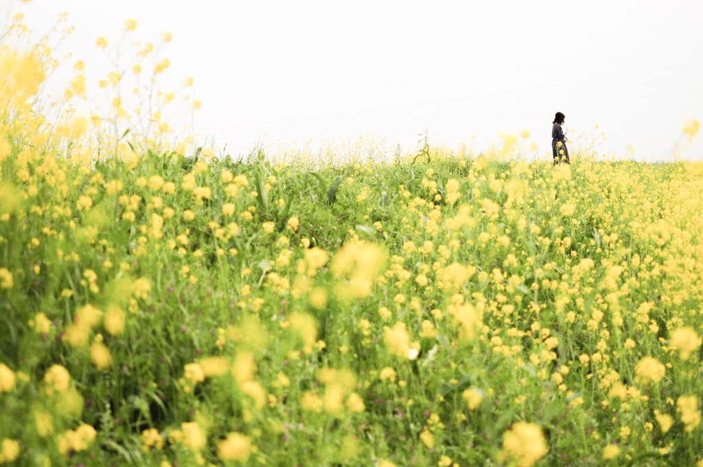 菜の花揺れる河川敷