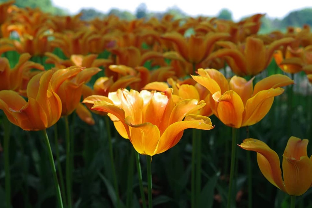 散り際に脚光をあびる