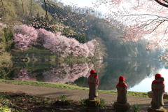 中綱湖の大山桜