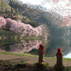 中綱湖の大山桜