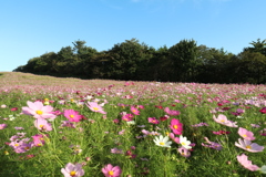 内山牧場の秋桜