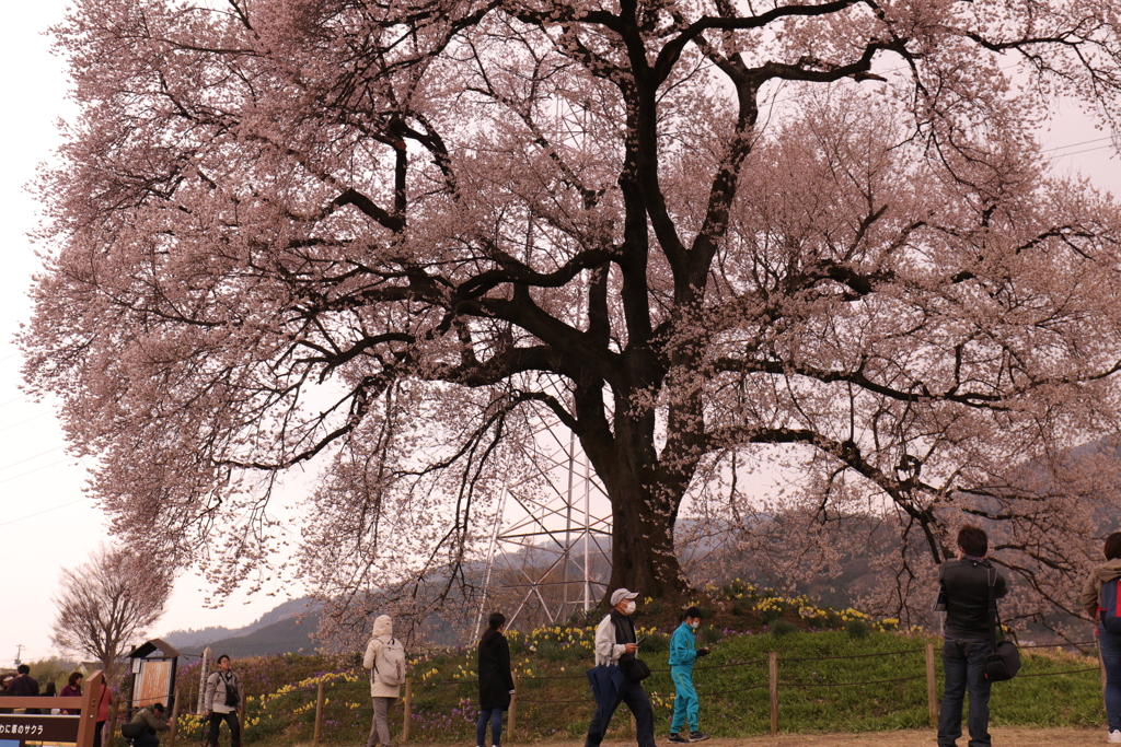 わに塚の桜