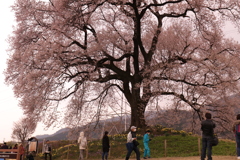 わに塚の桜