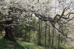 立屋の桜