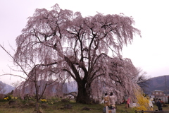 和美の桜