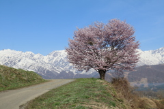 野平の一本桜