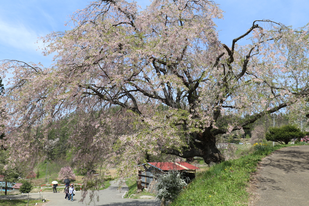 番所の桜