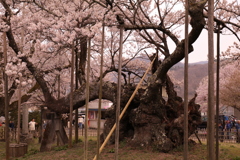 山高神代桜