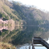 中綱湖の大山桜