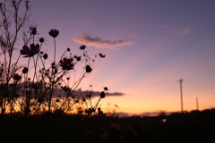 夕暮れと秋桜