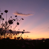 夕暮れと秋桜