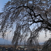 関所破りの桜