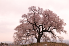 わに塚の桜
