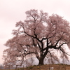 わに塚の桜