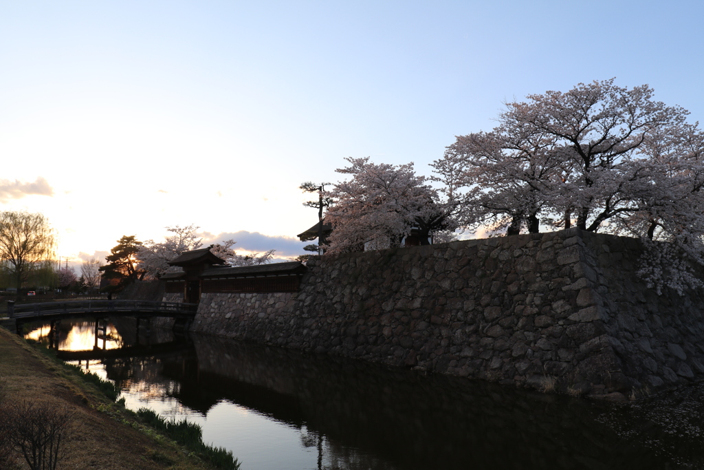 夕刻の桜