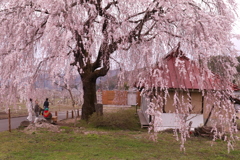 中塩のしだれ桜