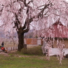 中塩のしだれ桜