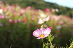 内山牧場の秋桜