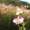 内山牧場の秋桜