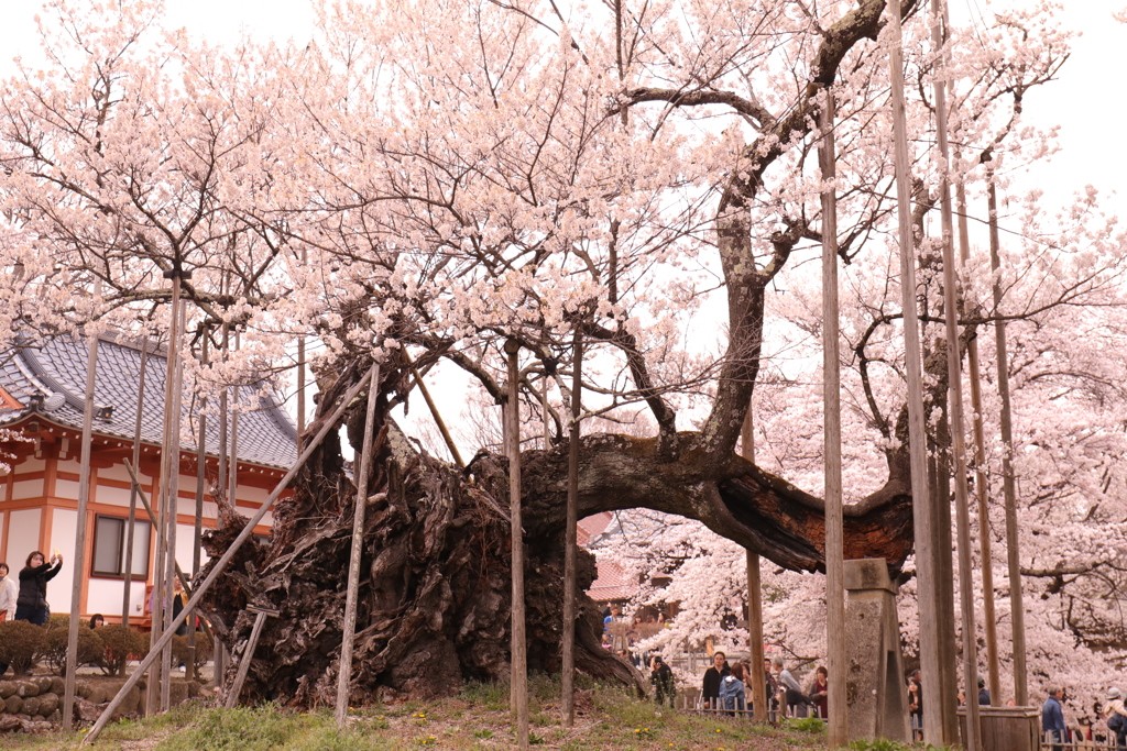 山高神代桜