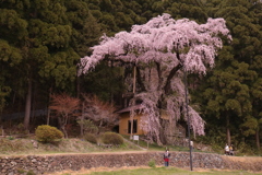 大日向観音堂のしだれ桜