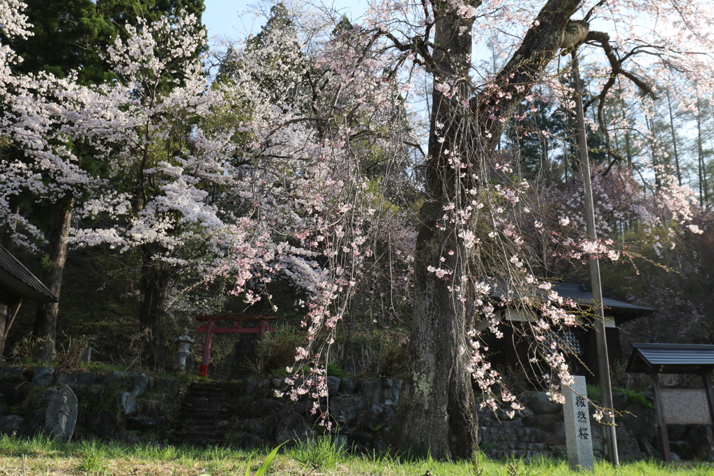 徹然桜